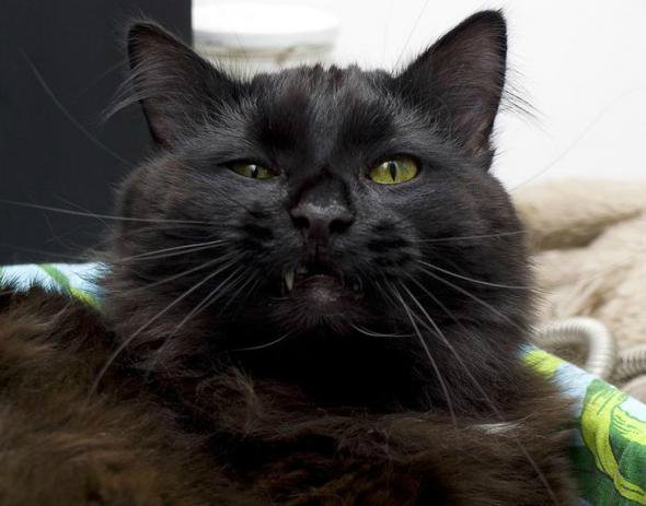 «Мяу» особого назначения или Весенняя кошкотерапия