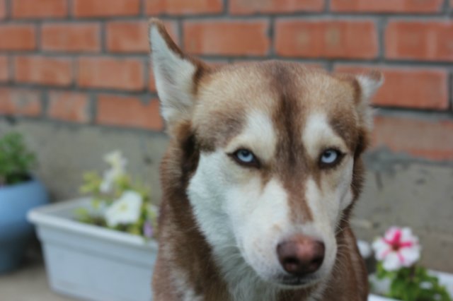 Вязаный подиум от Smorodinы для кукол Gotz