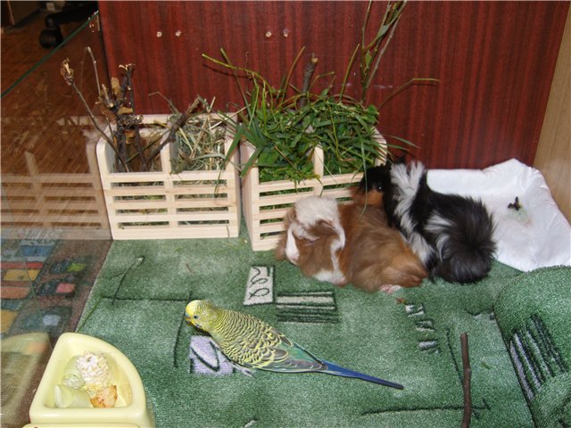 Мои любимые свинтусы Арлекин, Домино, Кёрли и Кума (фото 5)