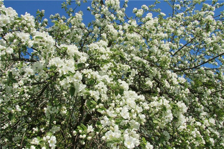 Субботний вояж. Третья часть | Бэйбики Субботний вояж. Третья часть