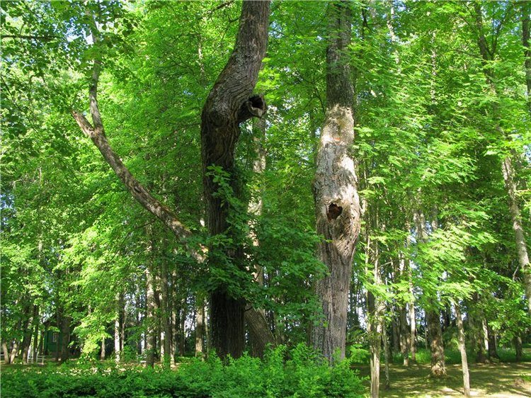 46-ой Пушкинский праздник поэзии в Берново. Часть первая