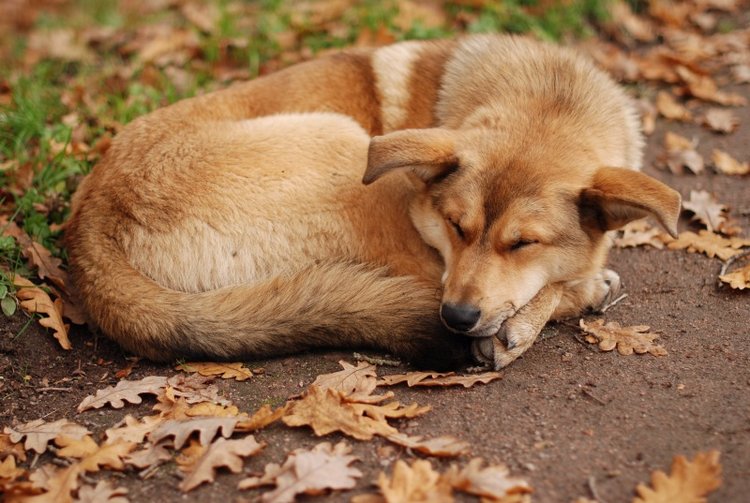 Сегодня я турист. Ораниенбаум