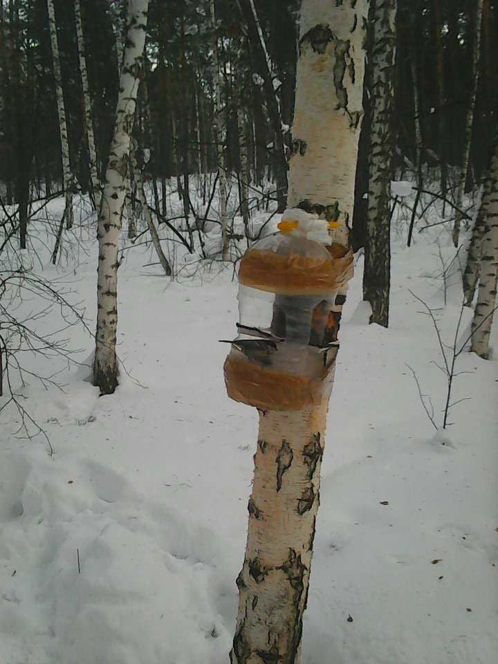 Интересное наблюдение за птицами у кормушки