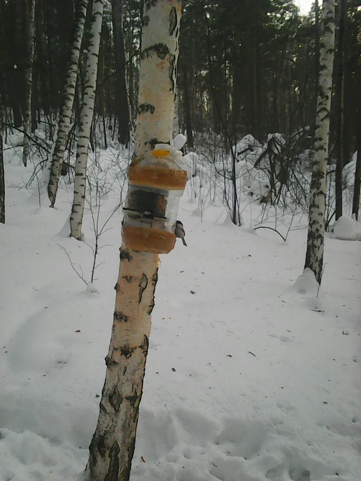 Интересное наблюдение за птицами у кормушки