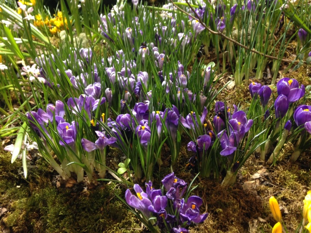Поздравление с 8 Марта или "Репетиция весны в аптекарском огороде" (фото 9)