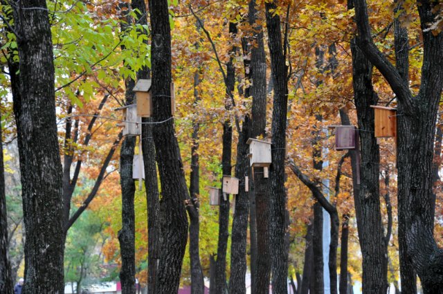 Осенняя прогулка... Littlefee Bisou от Fairyland (фото 6)