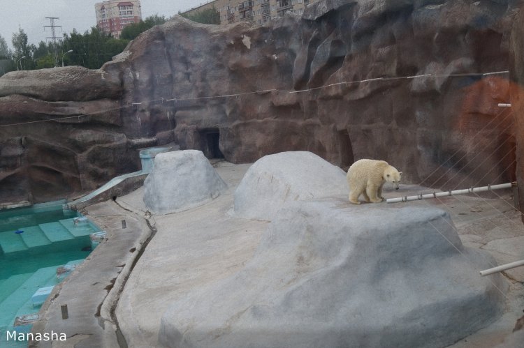 Как Майка в зоопарк ходила. pukiFee Ante Fairyland | Бэйбики Как Майка в зоопарк ходила. pukiFee Ante Fairyland