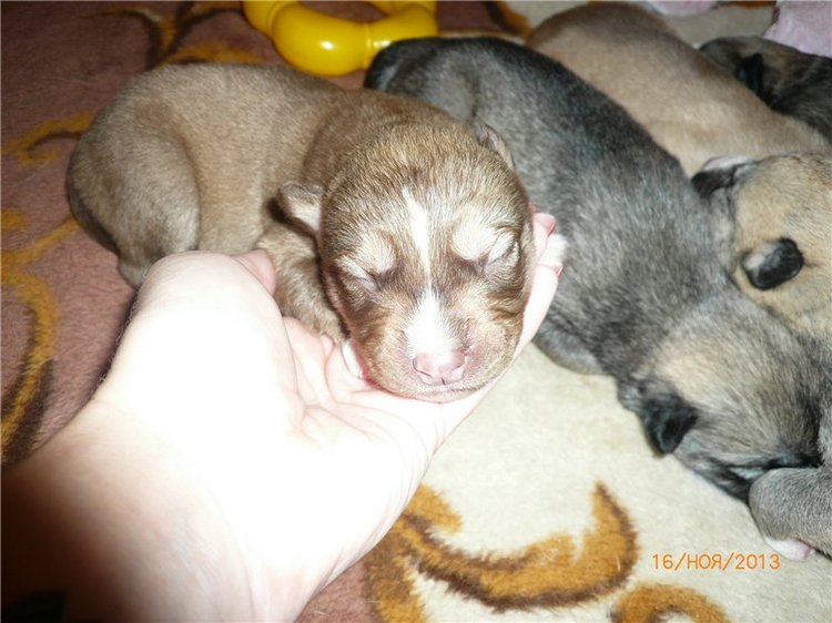 Куклы и собаки. Радость в нашем доме (фото 5)