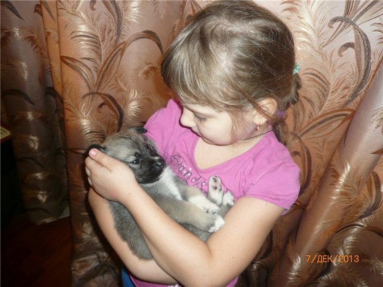 Куклы и собаки. Радость в нашем доме