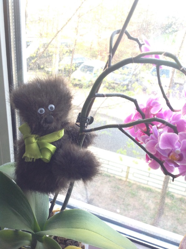 Как бы Тедди — Другие хобби и увлечения: сад (фото 3)