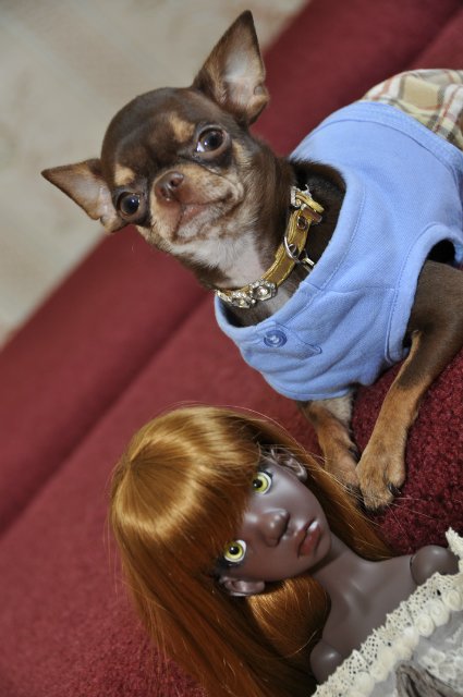 Мое шоколадное счастье! Тоби дарк тан и Инфинити (фото 9)