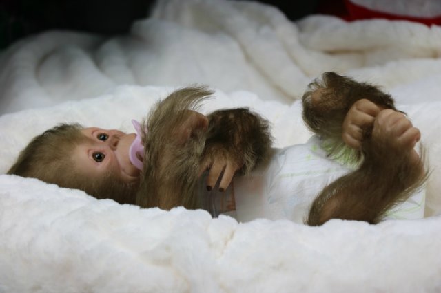 Мартышка - малышка... Куколка реборн Виктории Вишни