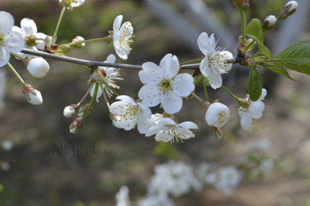 Яркие краски. Вихтели Rosemarie Anna Muller