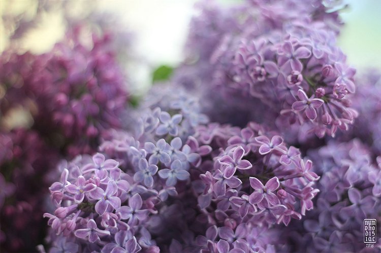 Доброго сиреневого утра — Куклы Fairyland (ФэйриЛэнд): BJD (БЖД) (фото 5)