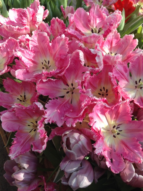 Прогулка Эмили в аптекарском огороде. H. Maciak | Бэйбики Прогулка Эмили в аптекарском огороде. H. Maciak