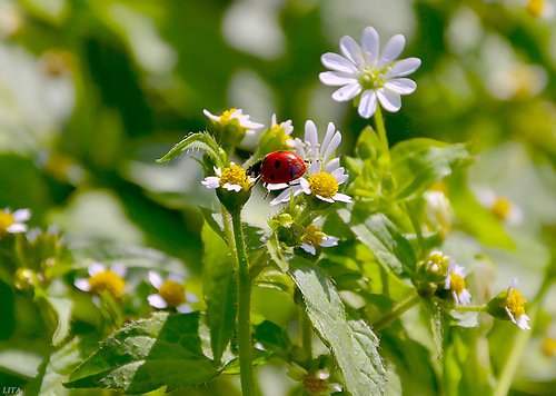 Ключи от лета или Полевица. Коллекционная кукла Элизы Глазгольд (фото 2)
