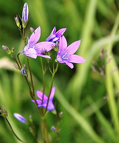 Ключи от лета или Полевица. Коллекционная кукла Элизы Глазгольд