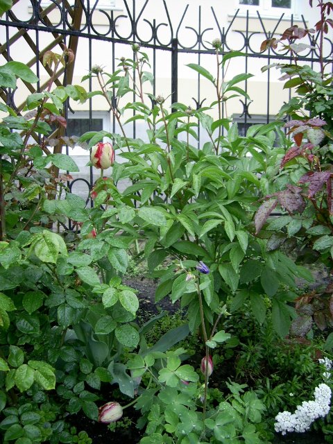 Коллекционная кукла Пиппина от Сюзан Липпл