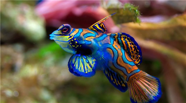 Русалочка (по мотивам сказки Ганса Христиана Андерсена)