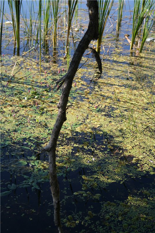 Девчонки Annette Himstedt или Химкомания наступила