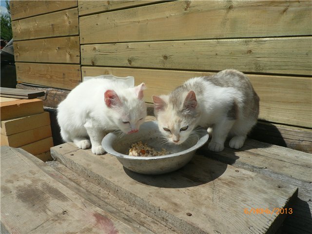 Мои позитивчики — Домашние коллекции кукол: фото собраний