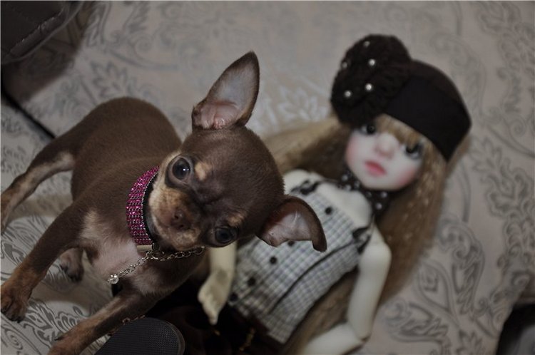 Приехала моя первая МСД девочка Иззи. Хотим познакомиться