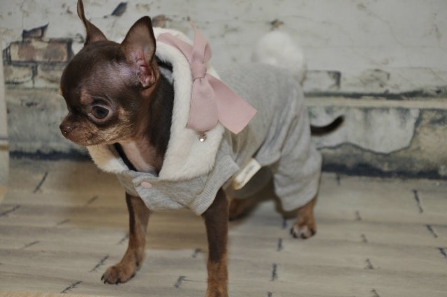 Лайла (Кайе Виггз) с Феней (чишечка). Надеюсь, что любителей собачек на сайте также много, как и поклонников кукол от Кайе