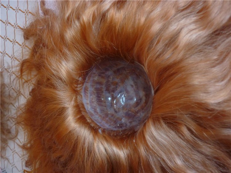 Парички для кукол BJD по авторской технологии Лидии Снуль