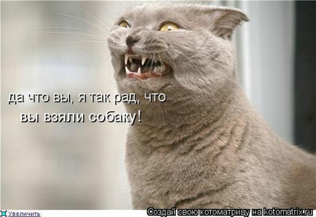 Море позитива) Для поднятия настроения (осторожно! много фото)))) | Бэйбики Море позитива) Для поднятия настроения (осторожно! много фото))))