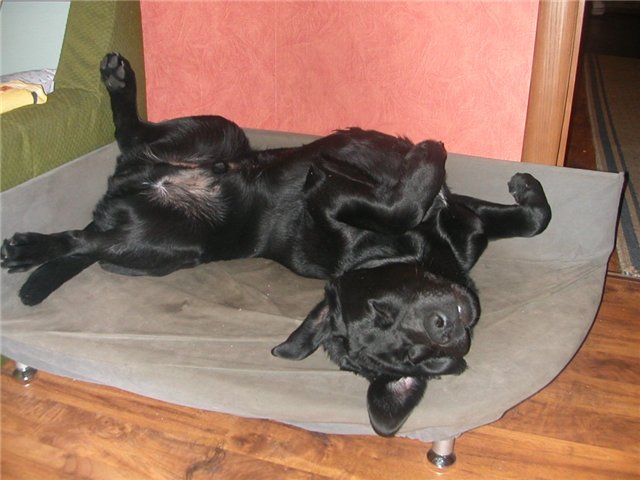 25 причин, почему не следует заводить собаку (автор - Галина Исакова) | Бэйбики 25 причин, почему не следует заводить собаку (автор - Галина Исакова) (фото 2)