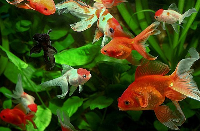 Русалочка (по мотивам сказки Ганса Христиана Андерсена) (фото 10)