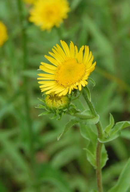 Воспоминание о лете. Джоанна от Susi Eimer (фото 8)
