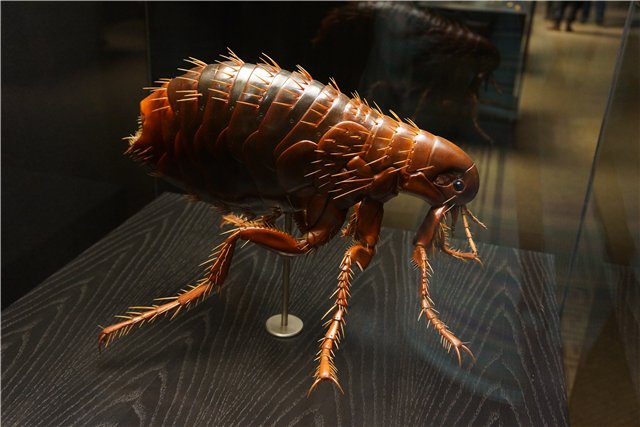 Взятие Берлина. Часть 3. Аква-дом, Улыбка бегемота и Прототип куколок Шильдкрот