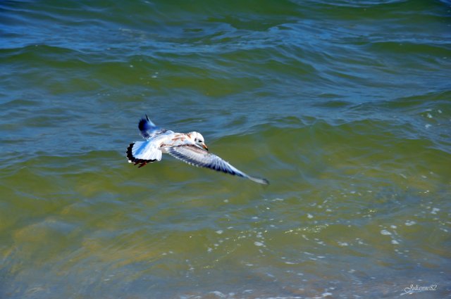 А...МОРЭ...МОРЭ...!!! Littlefee Bisou (Герда) на отдыхе