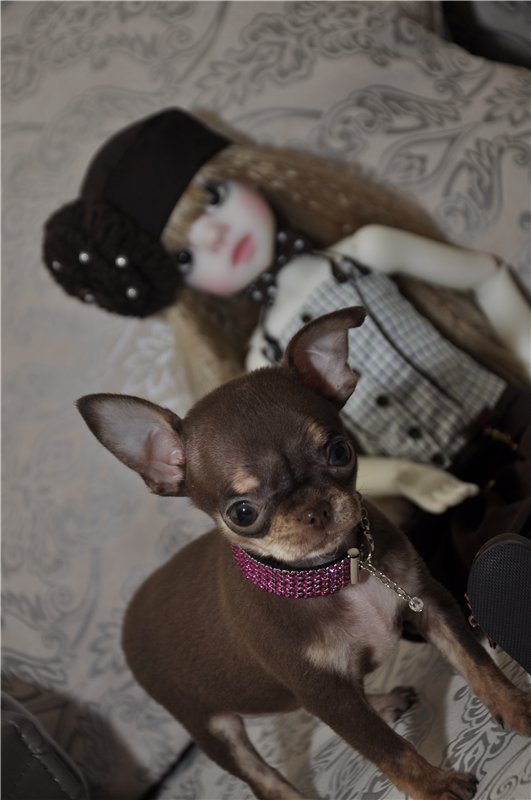 Приехала моя первая МСД девочка Иззи. Хотим познакомиться