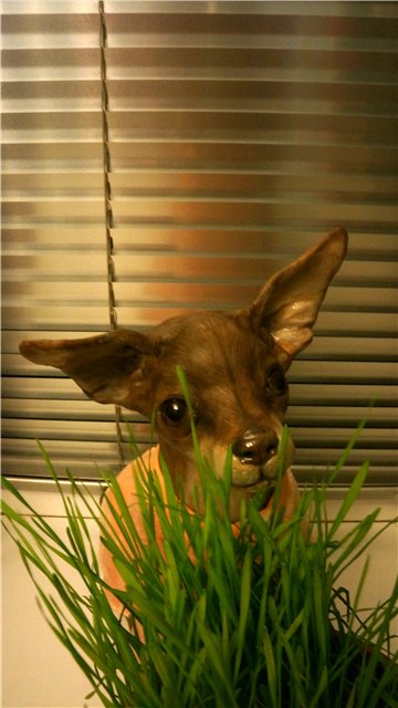 Авторские собачки Светланы Гришко (фото 6)