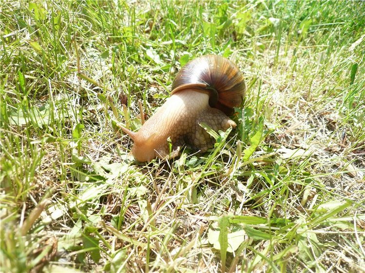 Моя Диана от Euro Girl — Куклы EuroGirls Diana Collection: формат 18" (46 см)