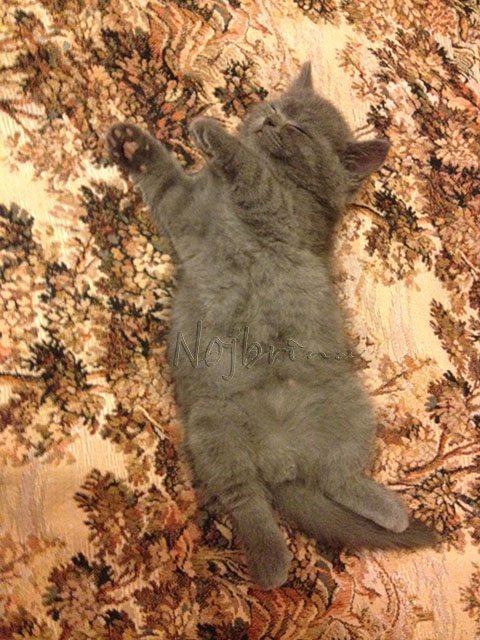 Серый кот. Вихтели Schildkroet