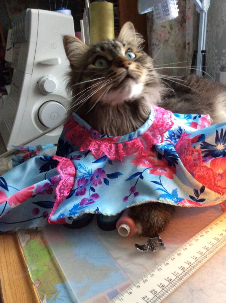 Красотка с глазами цвета лаванды! Новый образ! Волосы, локоны, кудри (фото 10)