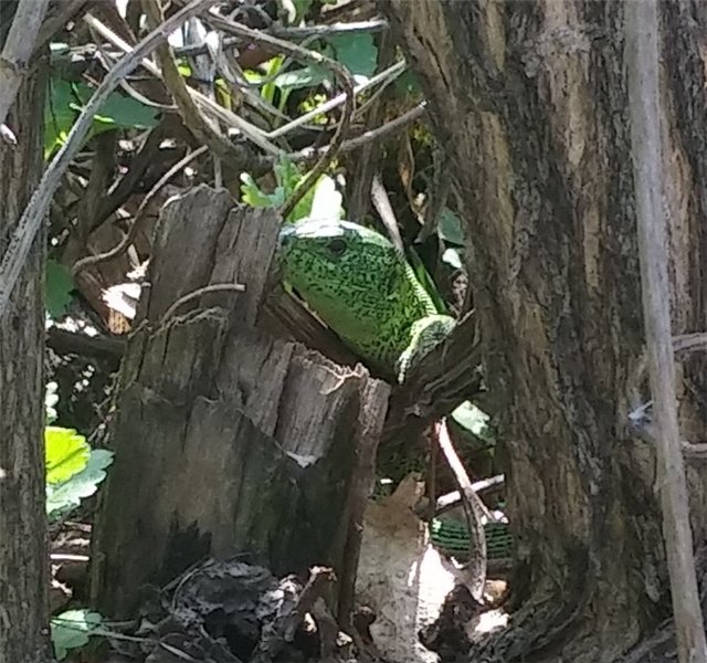 Поездка за подснежниками. Или просто Корппи | Бэйбики Поездка за подснежниками. Или просто Корппи (фото 7)