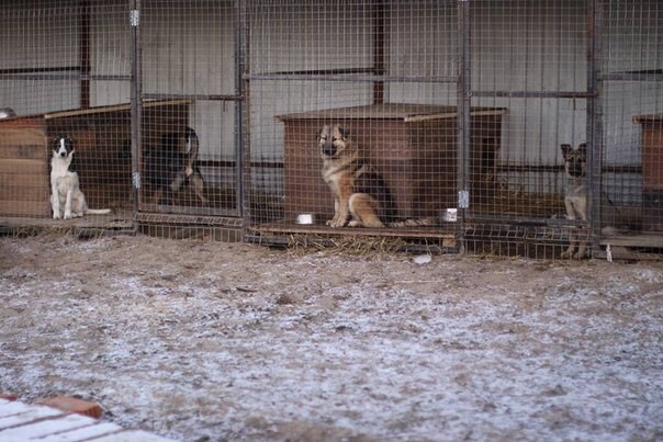Купить очередной наряд куклене? Или...частный приют для собак "Зов предков" | Бэйбики Купить очередной наряд куклене? Или...частный приют для собак "Зов предков" (фото 2)