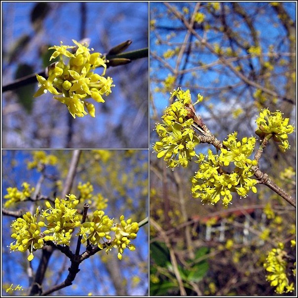 Весенняя девушка от Натальи Лосевой (фото 5)