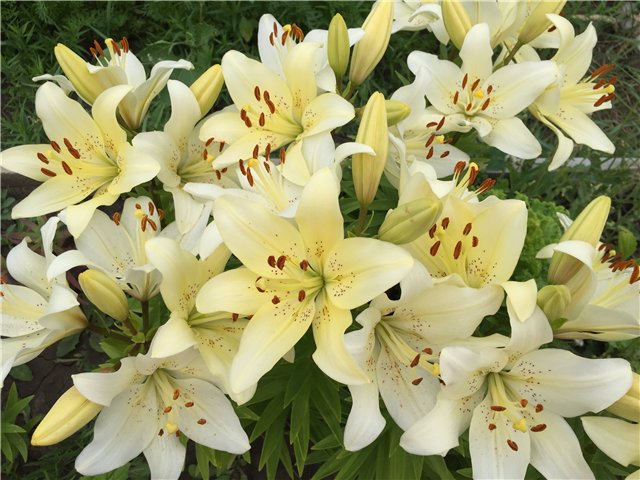 Ах, Мариетта. Еще одна — Куклы Carmen Gonzalez (Кармен Гонсалез): Мариетта