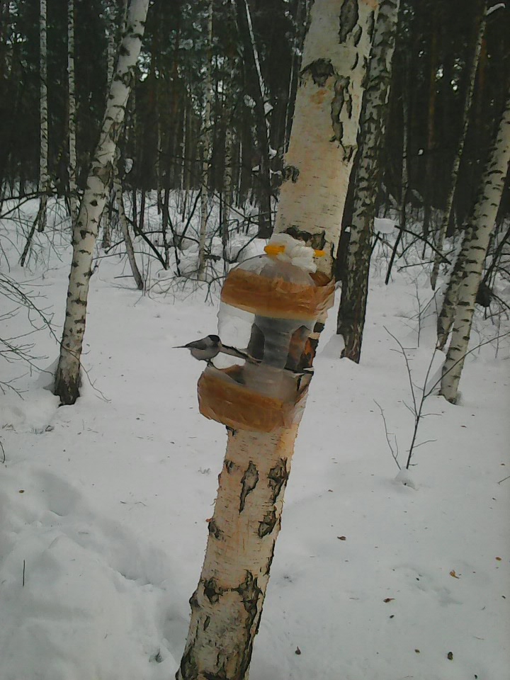 Интересное наблюдение за птицами у кормушки
