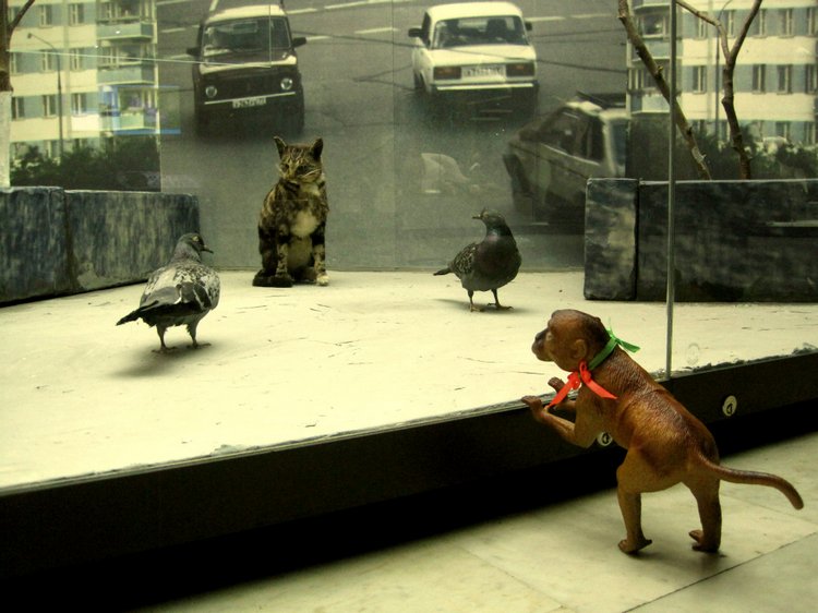 День в музее. Анжела в Государственном Дарвиновском музее