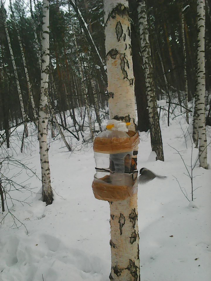 Интересное наблюдение за птицами у кормушки