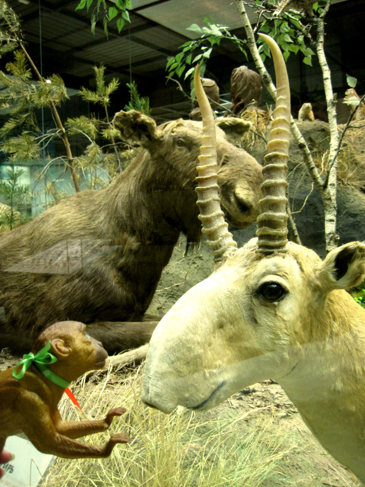 День в музее. Анжела в Государственном Дарвиновском музее