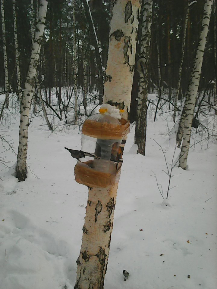 Интересное наблюдение за птицами у кормушки