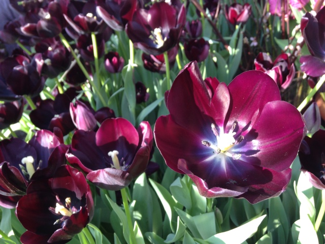 Прогулка Эмили в аптекарском огороде. H. Maciak | Бэйбики Прогулка Эмили в аптекарском огороде. H. Maciak