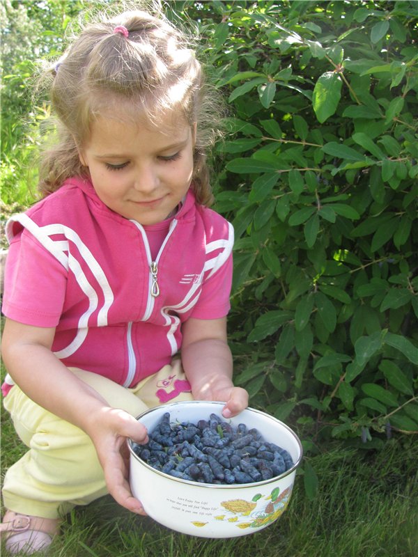 Любите ли вы жимолость как любят ее мои пупсики (фото 5)